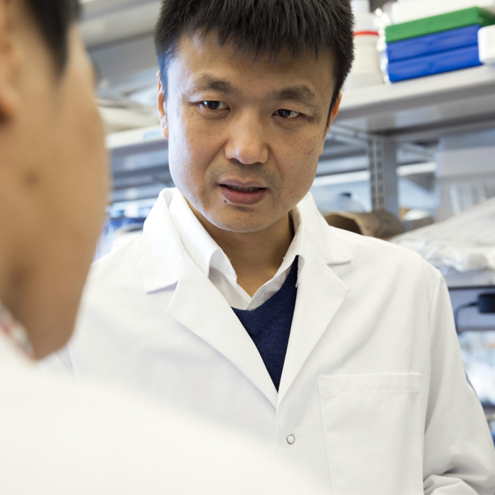 Li Ming, Ph.D., a CRI CLIP Investigator at Memorial Sloan Kettering Cancer Center is studying newly identified types of immune cells that ignore immunosuppression in the tumor microenvironment, with the goal of learning how to engineer more effective T cell therapies.